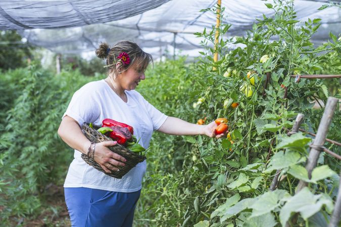 Gardener in apron harvesting vegetables from bushes in basket