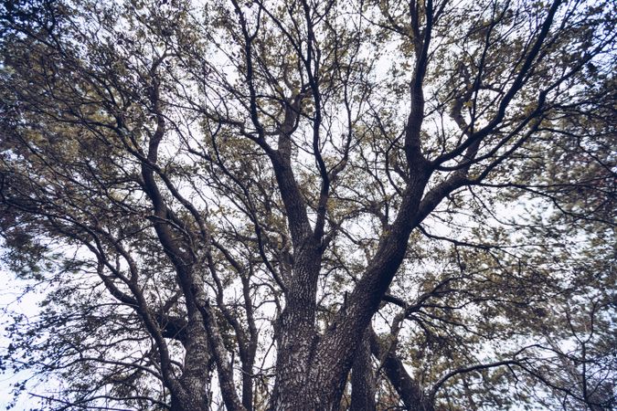 Branches of old leafy tree
