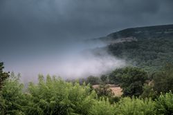 Low clouds coming in over trees