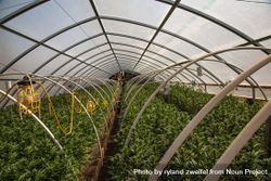 A vast green house full of marijuana plants bGPXv0