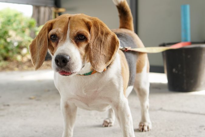 Beagle dog standing on leash