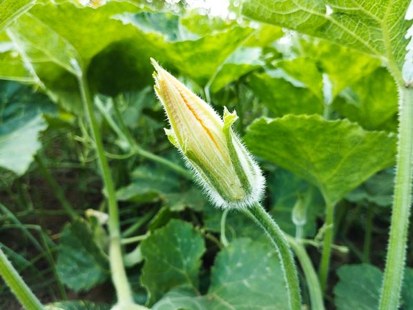 Pumpkin flower bud