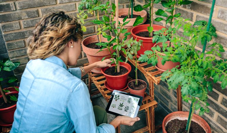 Woman using gardening app with artificial intelligence to care plants of urban garden on terrace