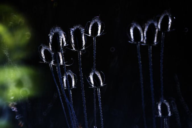 Grass on background of glowing circle