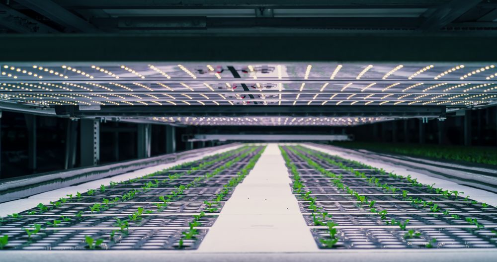 Growing Green Crops in a Controlled Environment Agriculture at a Modern Vertical Farm.