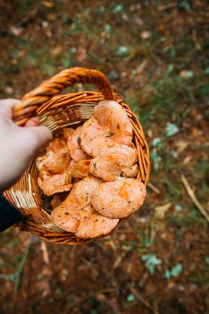 Saffron milk cup mushroom (lactarious deliciosus) in a basket