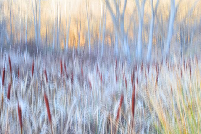 Typha plant in purple light