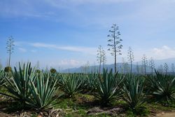 Field of blooming agave