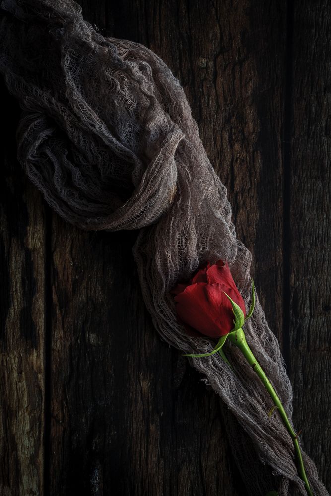 red roses with dark background