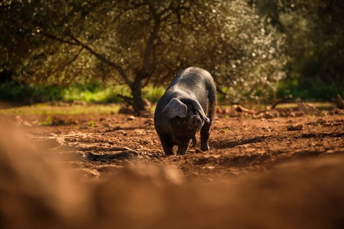 pig grazing on dirty land