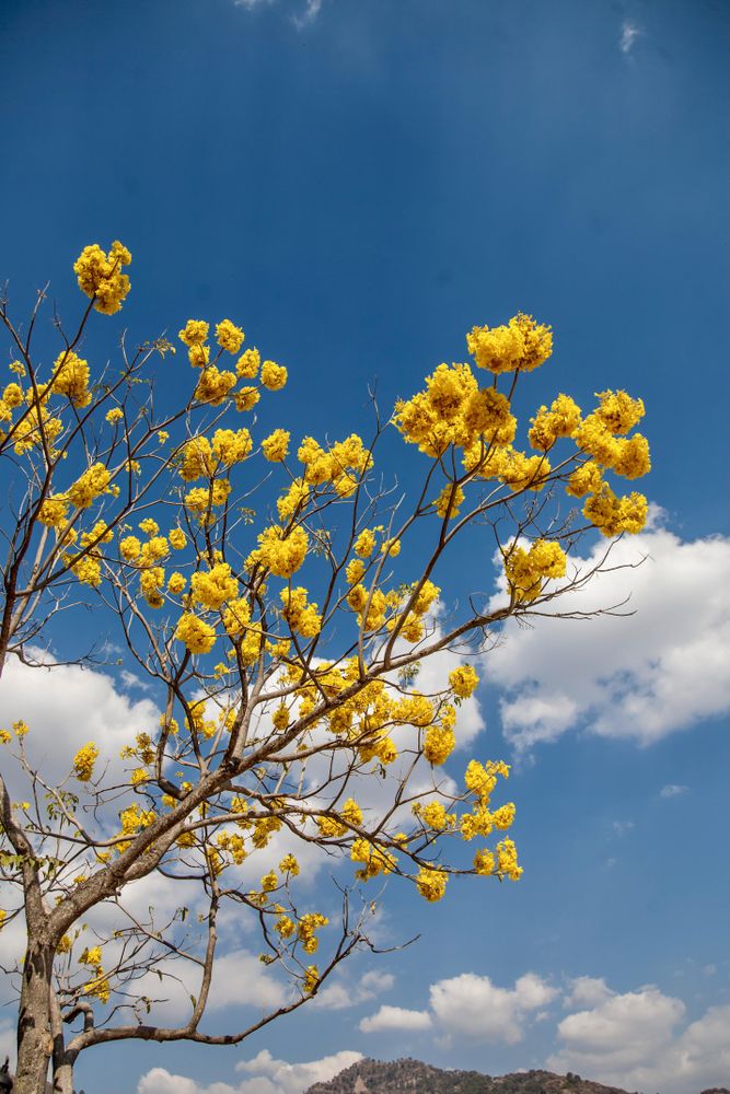 Yellow flower tree under blue sky