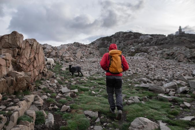 Person in red jacket and backpack standing beside goat in a green and rocky field