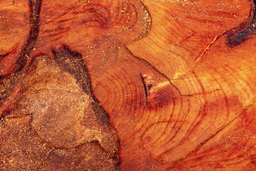 Closeup of tree trunk