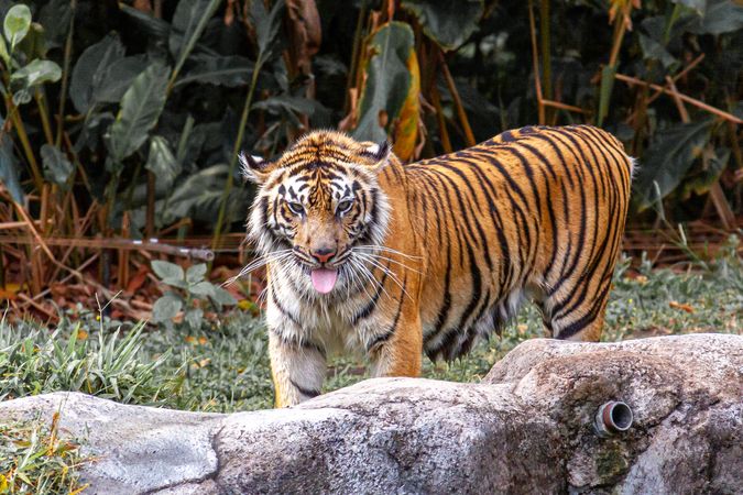 Sumatran Tiger
