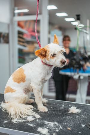 Obedient dog with short haircut