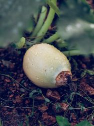 Little fresh pumpkin on ground