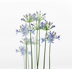 Blue flowers with green stems standing. Natural floral background. Front view.