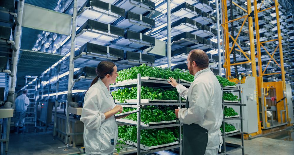 Agricultural Engineer and a Young Female Scientist Discussing Basil Leaves Quality a Modern Vertical Farm. Gardening Expert Providing Technical Advice for Growing Sustainable Green Produce