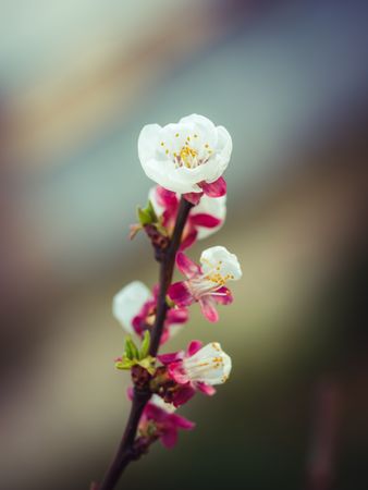 Apricot branch with blossoms