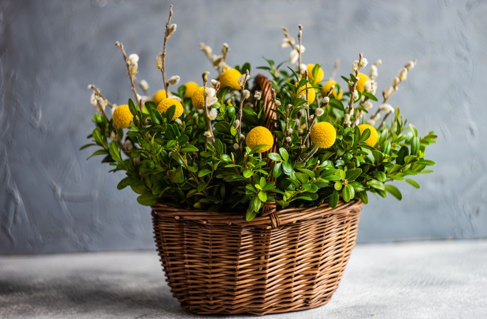 Easter card concept with fresh basket of greenery with decorative eggs on grey table