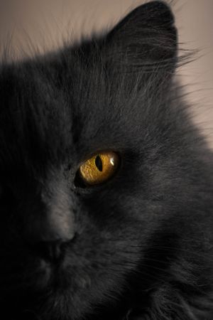 Dark cat with yellow eyes