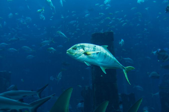 Various fish in large aquarium