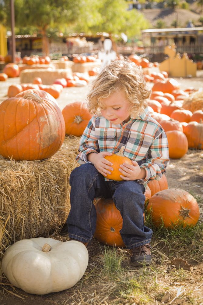 Child Sitting and Holding His Pumpkin at Pumpkin Patch.