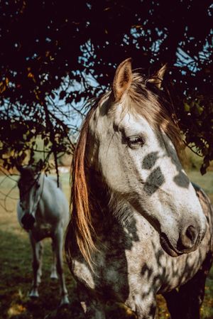 Horses pasturing on meadow