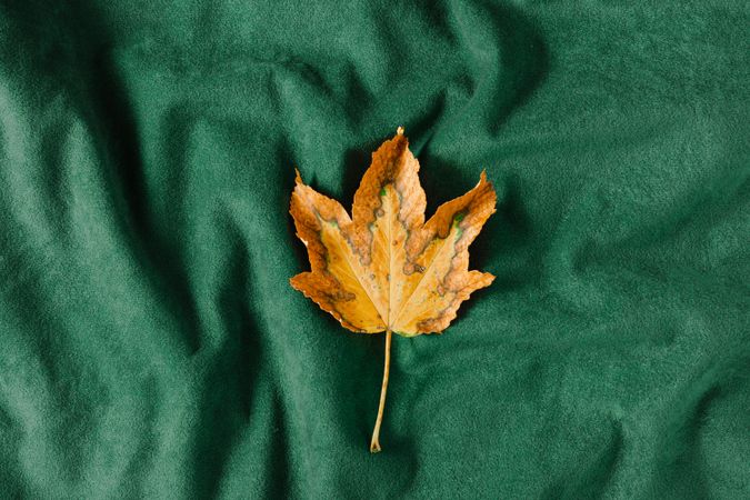 Dry amber leaf on green fabric