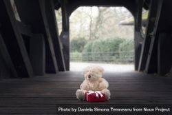 Teddy bear and gift in a wooden tunnel 5zpOjb