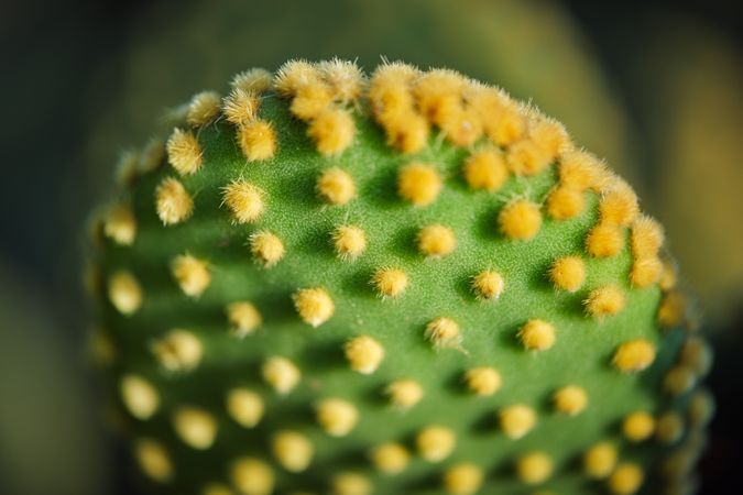 Green cactus with yellow thorns