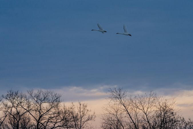 Trumpeter Swans in flight at sunrise in McGregor, Minnesota
