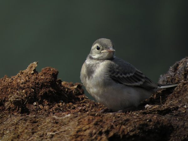 Little bird in the forest