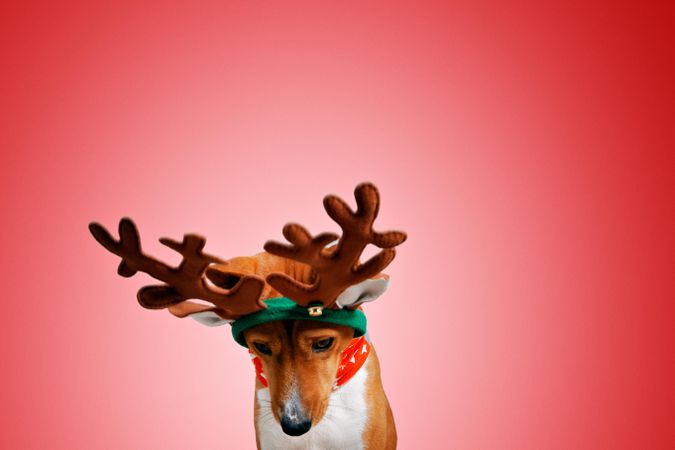 Portrait of dog in festive antlers looking down