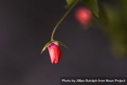 Tiny delicate red wild flower 0vlMZ4