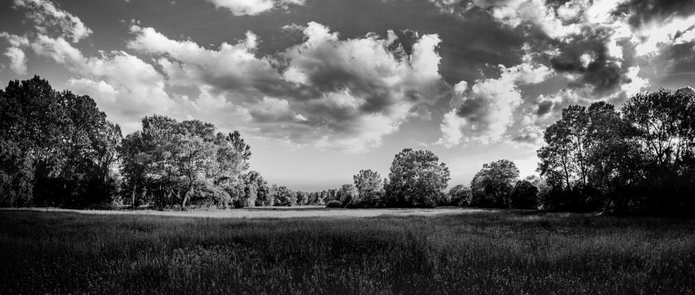 Banner of monochrome park