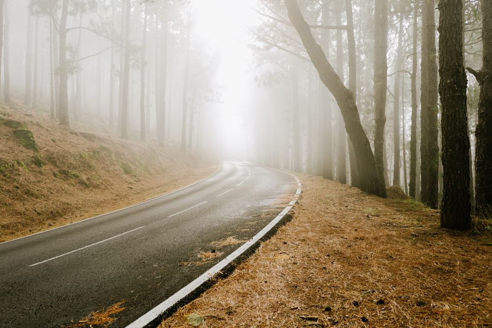 Asphalt road in foggy forest