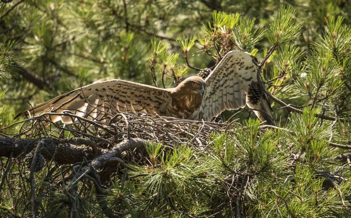 Eagle near newborn bird in nest