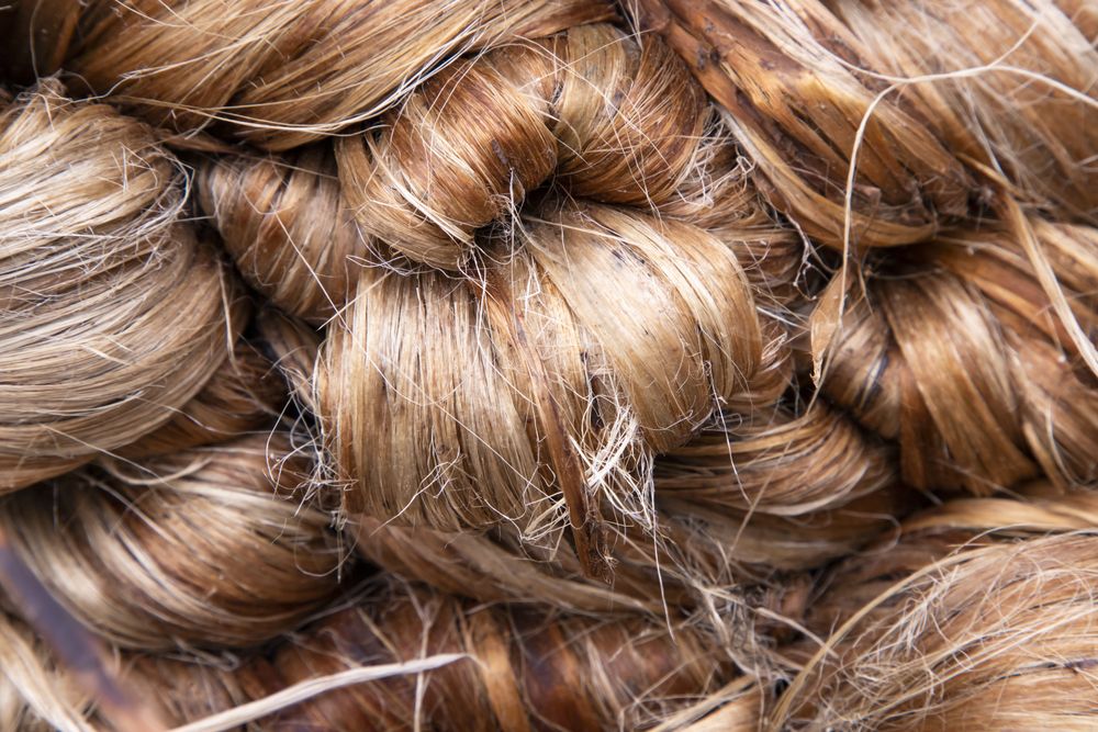 Thick Golden bundle of Wet raw jute fiber Texture Background