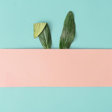 Bunny rabbit ears made of natural green leaves on pastel pink and blue background