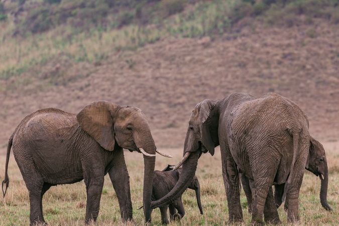 Brown elephants on green grass field