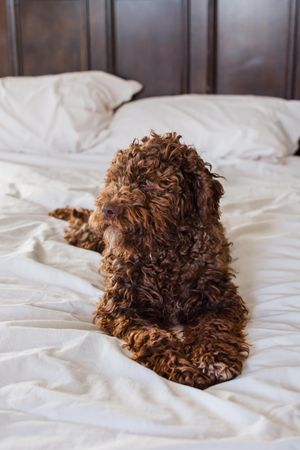 Brown dog on bed