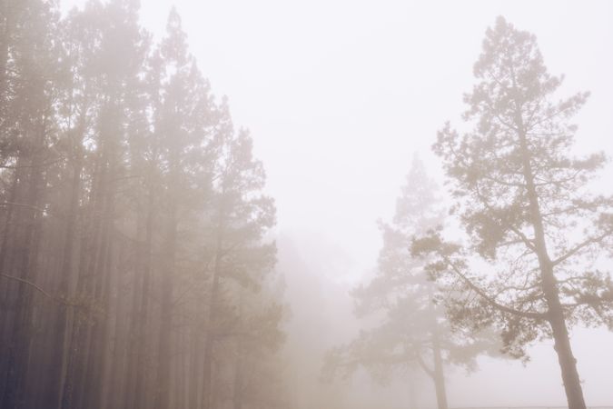 Tall trees in foggy day