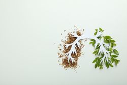 Half tobacco half foliage underneath making lung shape on plain paper with copy space