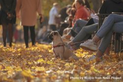 Fawn pug on brown dried leaves in a park with people nearby 4AoKR0