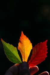 Person holding autumn leaves in hand in sunlight