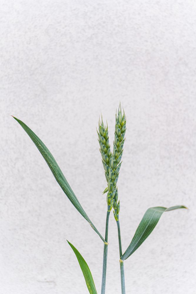 Green wheat plant in the grassland