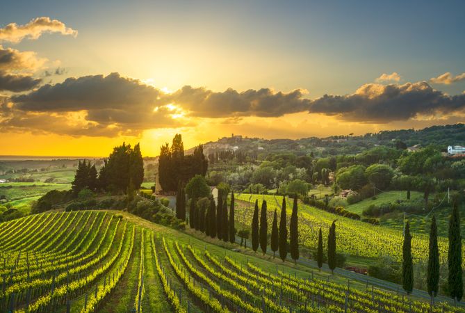 Casale Marittimo village, vineyards and landscape in Maremma, Tuscany, Italy