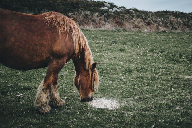 Horse eating bait on nature background