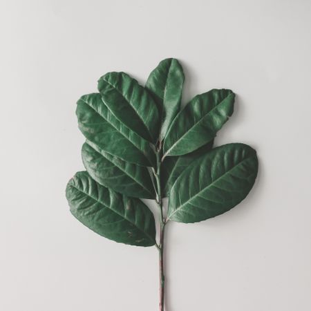 Green leaves on light background